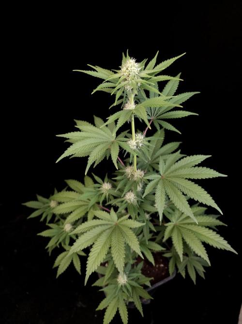 10x51 test 3. Week 2