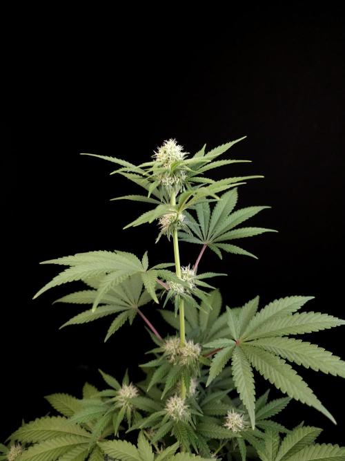 10x51 test 3. Week 2
