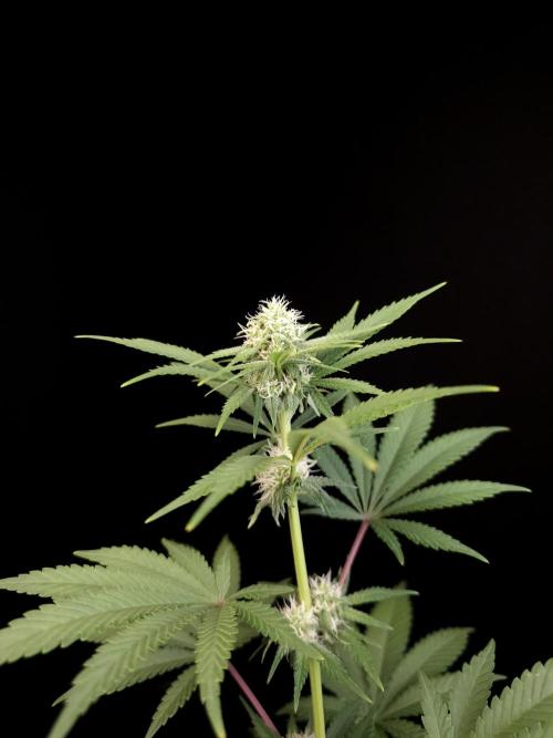 10x51 test 3. Week 2
