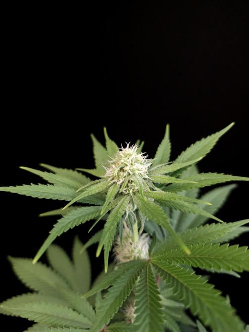 10x51 test 3. Week 2