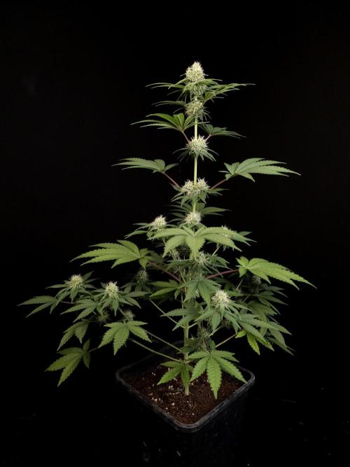 10x51 test 3. Week 3