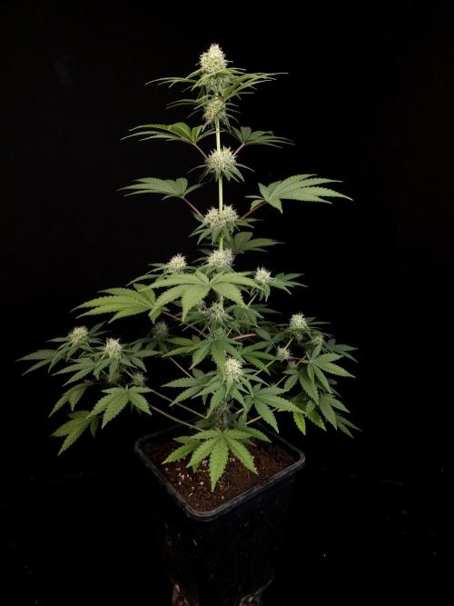 10x51 test 3. Week 3