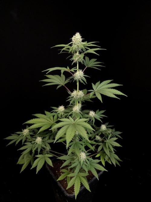 10x51 test 3. Week 3