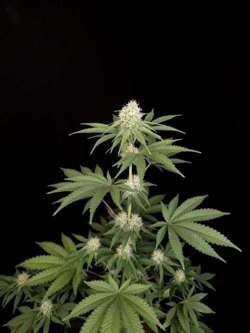 10x51 test 3. Week 3