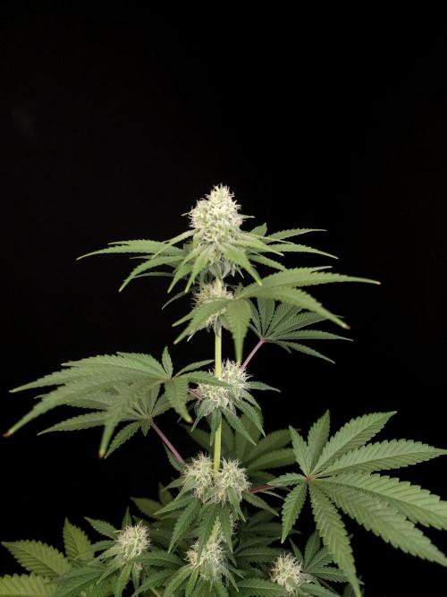 10x51 test 3. Week 3