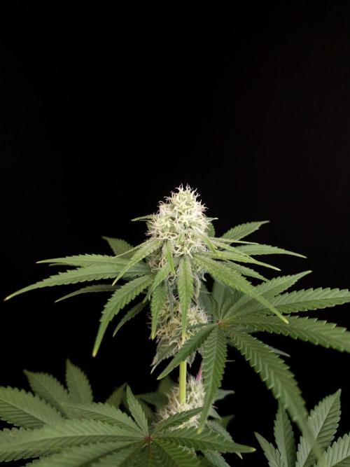 10x51 test 3. Week 3