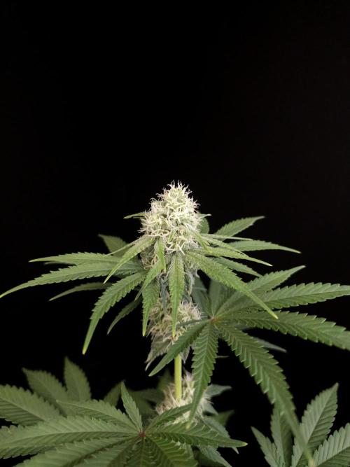 10x51 test 3. Week 3