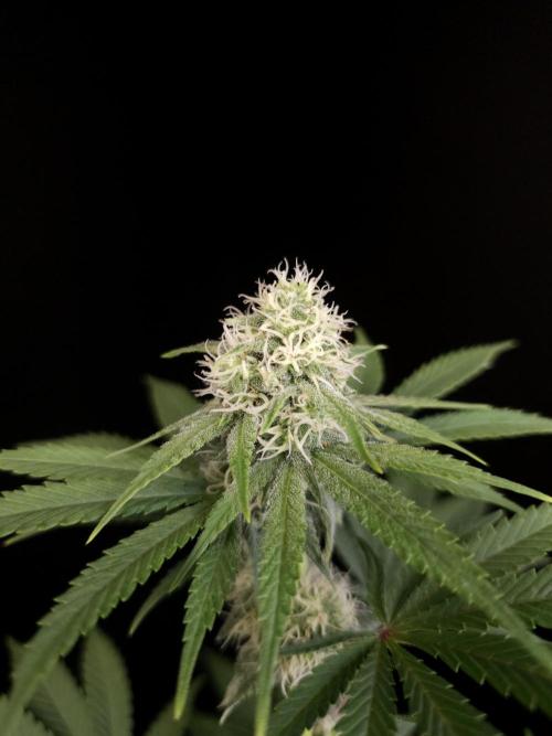 10x51 test 3. Week 3
