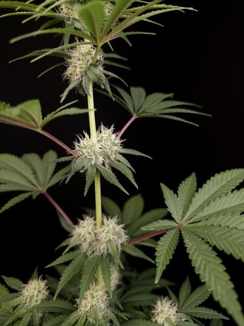 10x51 test 3. Week 3