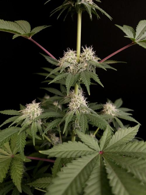 10x51 test 3. Week 3