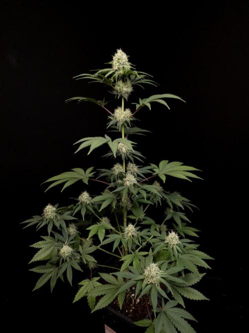 10x51 test 3. Week 4