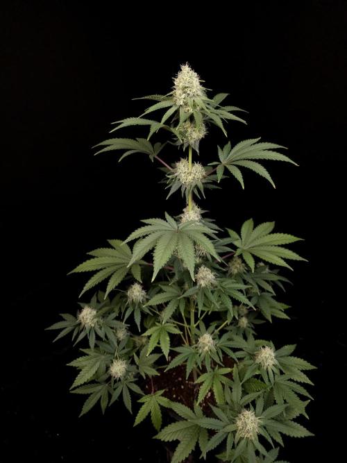 10x51 test 3. Week 4