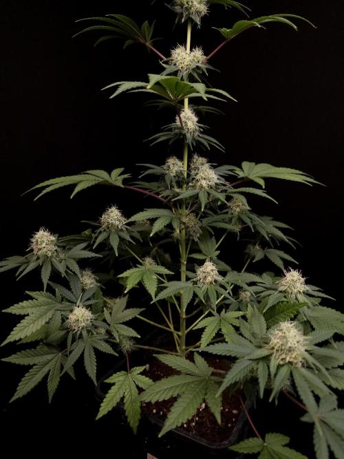 10x51 test 3. Week 4