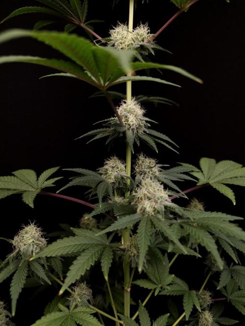 10x51 test 3. Week 4