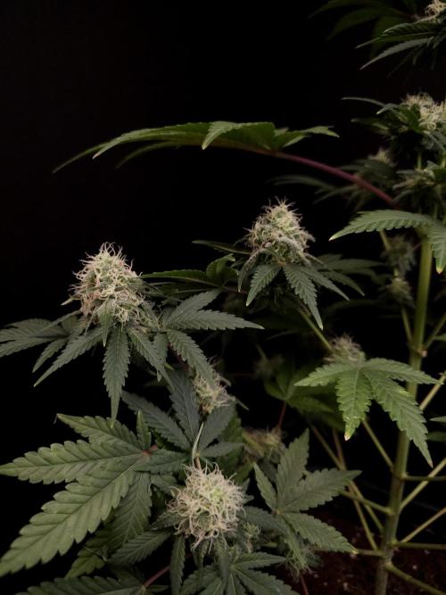 10x51 test 3. Week 4
