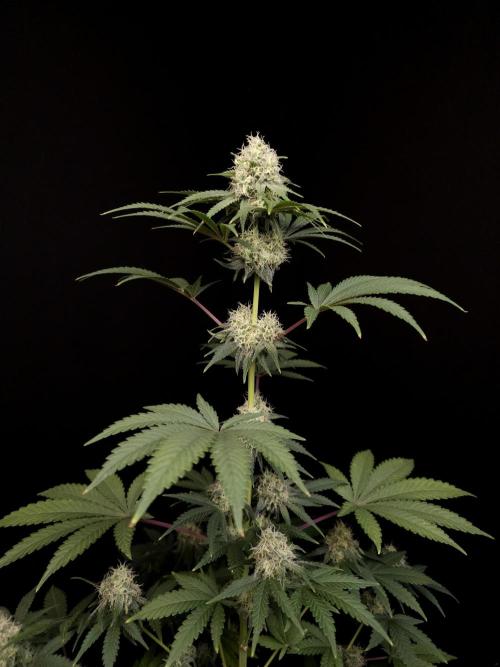10x51 test 3. Week 4