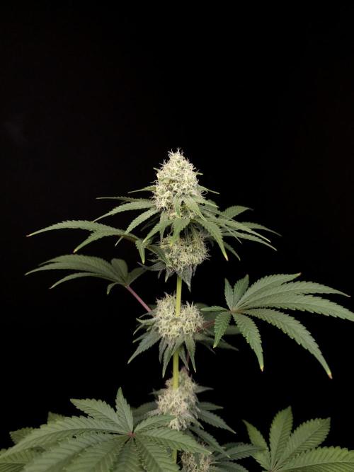 10x51 test 3. Week 4
