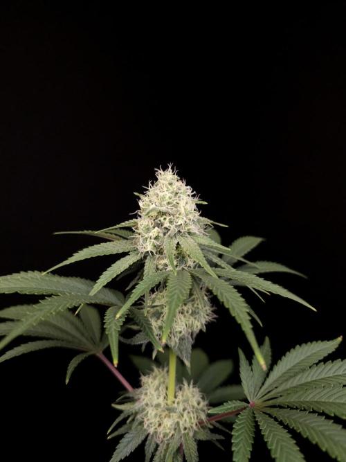 10x51 test 3. Week 4