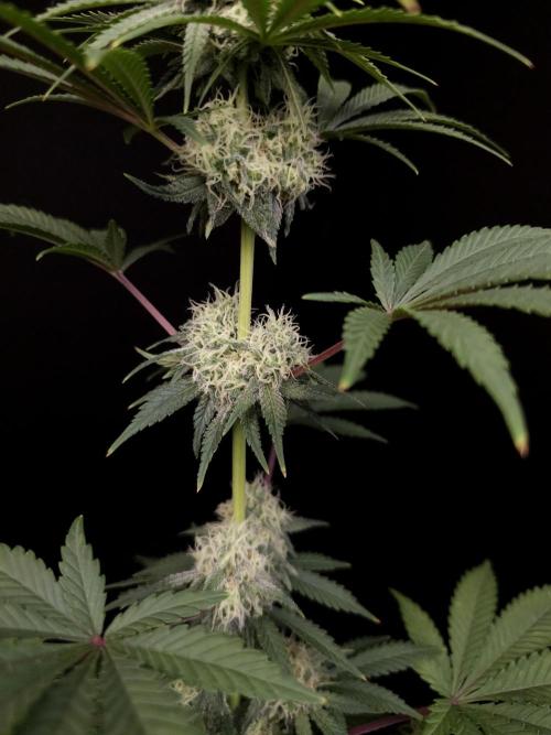 10x51 test 3. Week 4