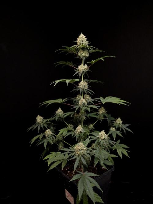 10x51 test 3. Week 5