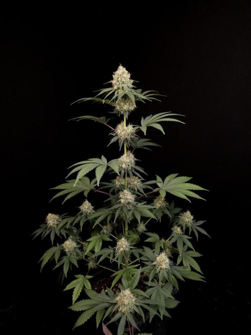 10x51 test 3. Week 5