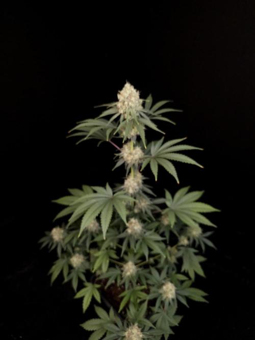 10x51 test 3. Week 5