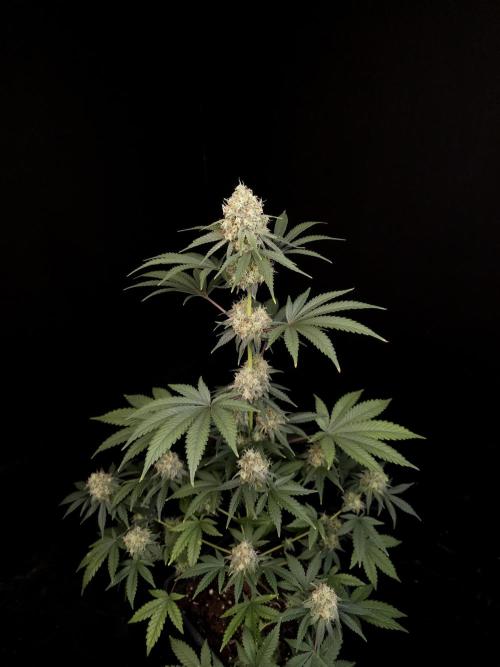 10x51 test 3. Week 5