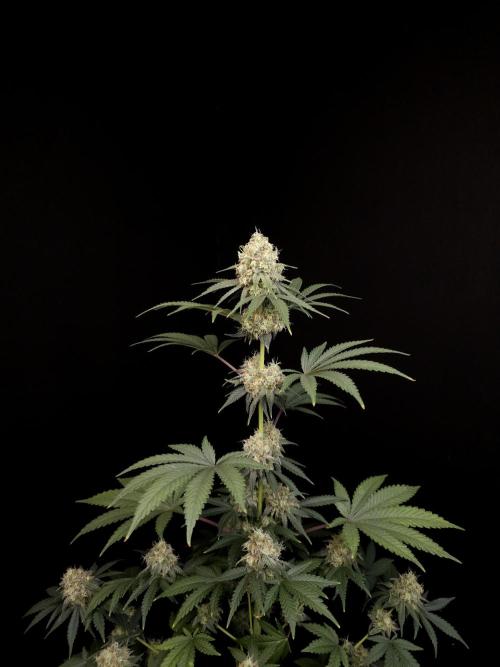 10x51 test 3. Week 5