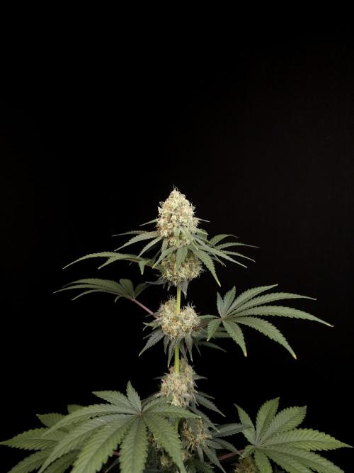 10x51 test 3. Week 5