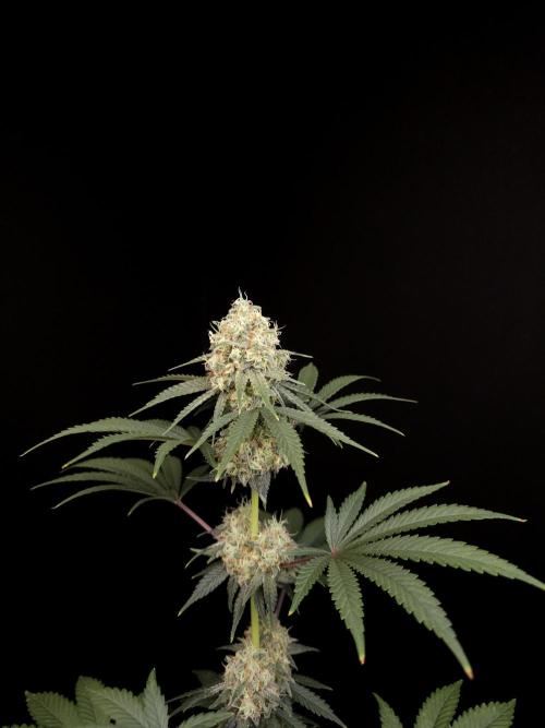 10x51 test 3. Week 5