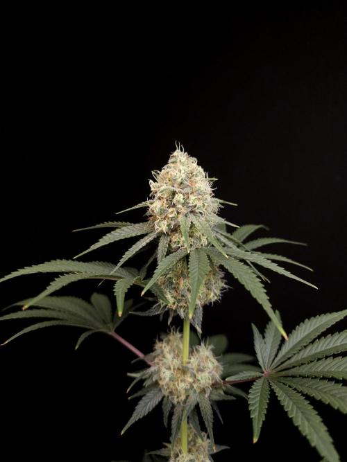 10x51 test 3. Week 5