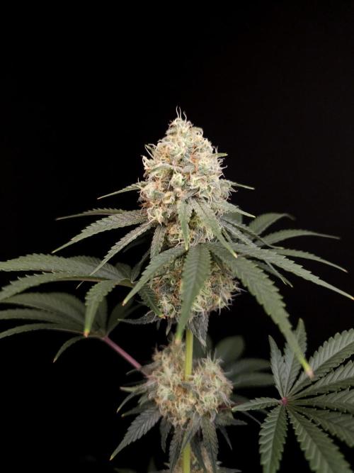 10x51 test 3. Week 5