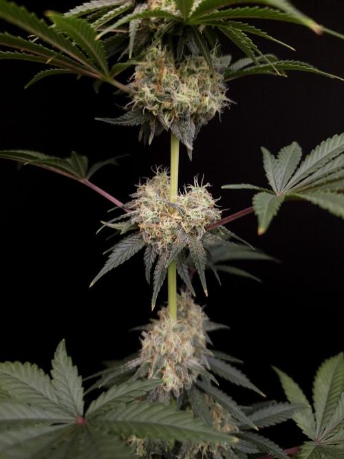 10x51 test 3. Week 5