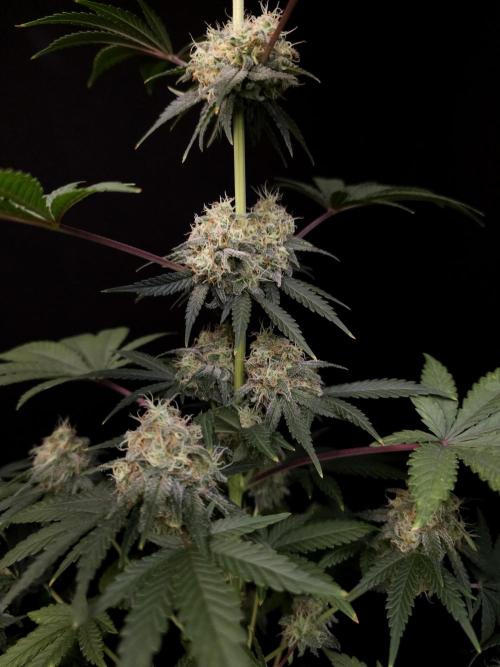 10x51 test 3. Week 5