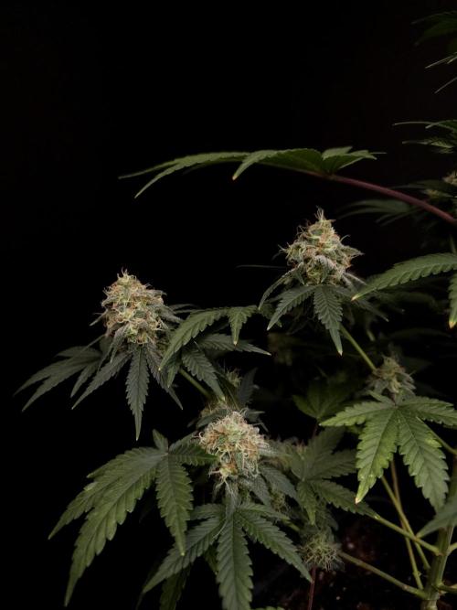10x51 test 3. Week 5