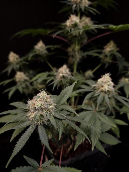 10x51 test 3. Week 5