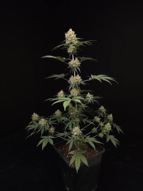 10x51 test 3. Week 6