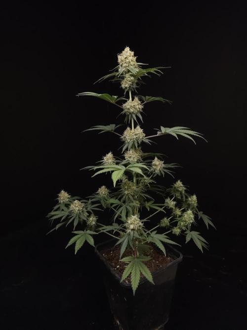 10x51 test 3. Week 6