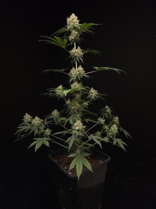 10x51 test 3. Week 6