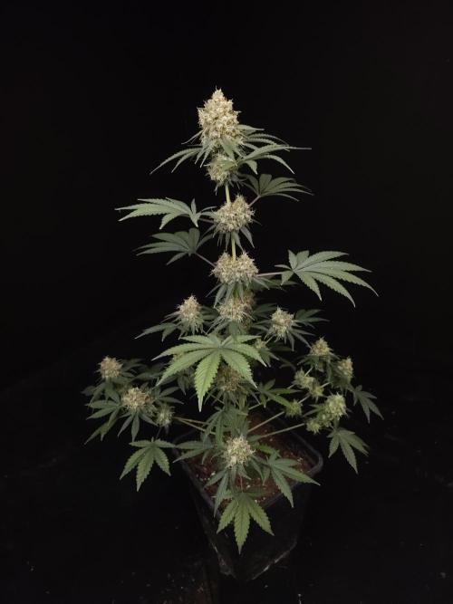 10x51 test 3. Week 6