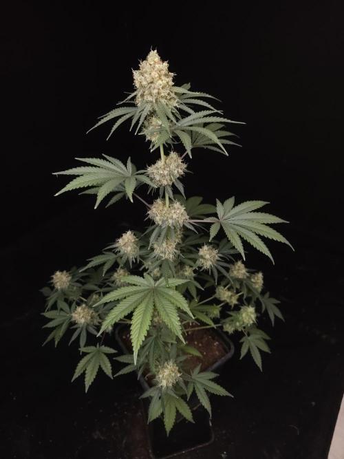 10x51 test 3. Week 6