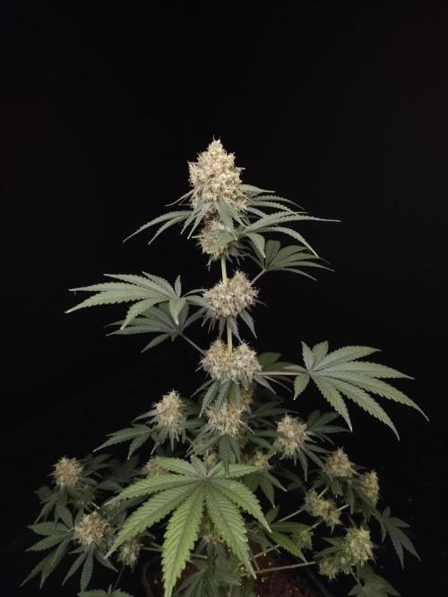 10x51 test 3. Week 6
