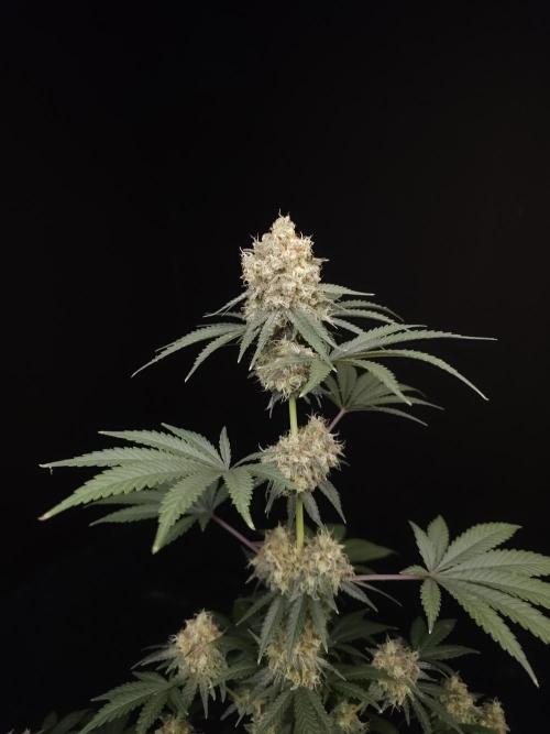 10x51 test 3. Week 6