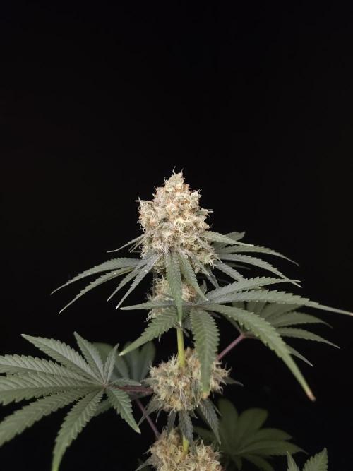 10x51 test 3. Week 6
