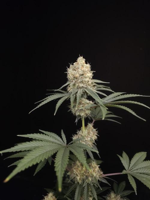 10x51 test 3. Week 6