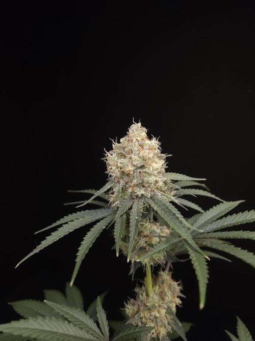 10x51 test 3. Week 6