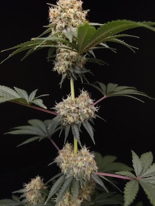 10x51 test 3. Week 6