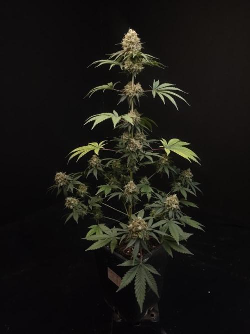 10x51 test 3. Week 7