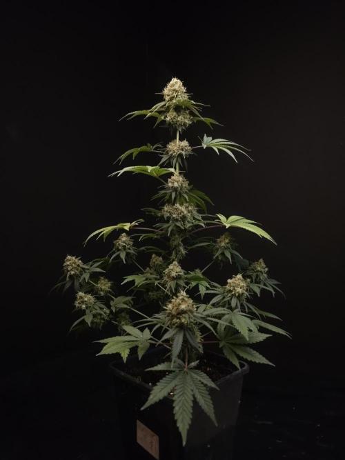 10x51 test 3. Week 7