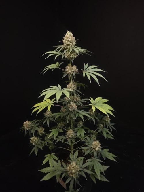 10x51 test 3. Week 7
